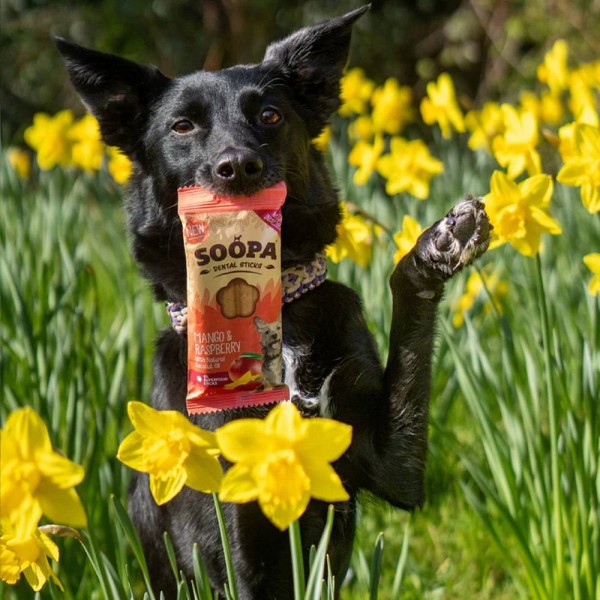 Soopa Dentals Mango in malina 100g