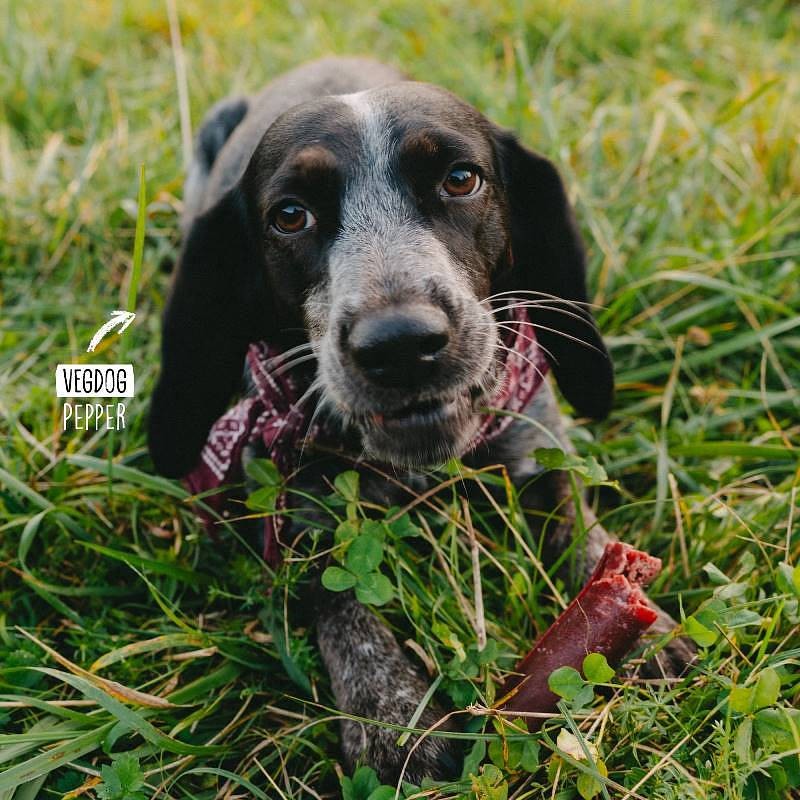 Vegdog Chevvies XL 200g