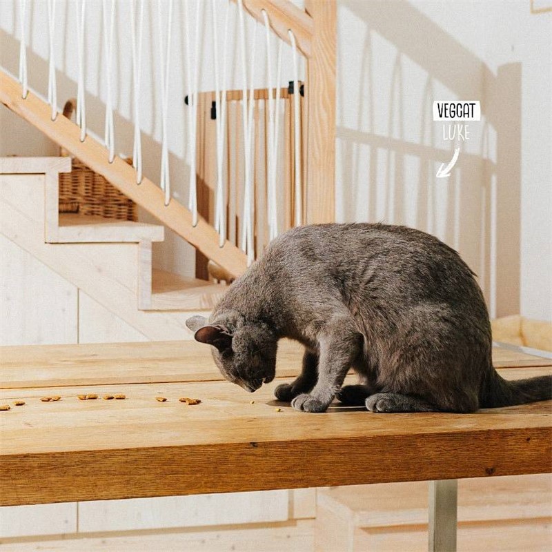 Vegcat Digestives 60g