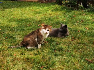 Pisančevi mucki: Blaž in Voranc