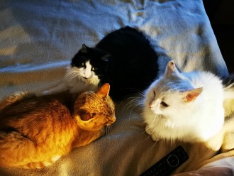 Pisančevi mucki: Fuzi, Lola in Tomi