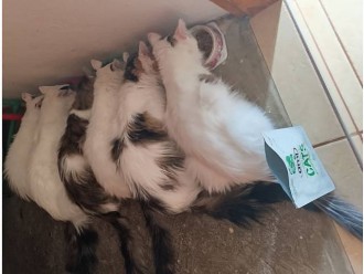 Poka, Bingus, Kiti, Šira, Puhko in Pika