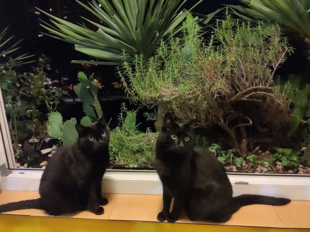 Na sliki: Bella in Villa, ljubitelja hrane VeggieAnimals 